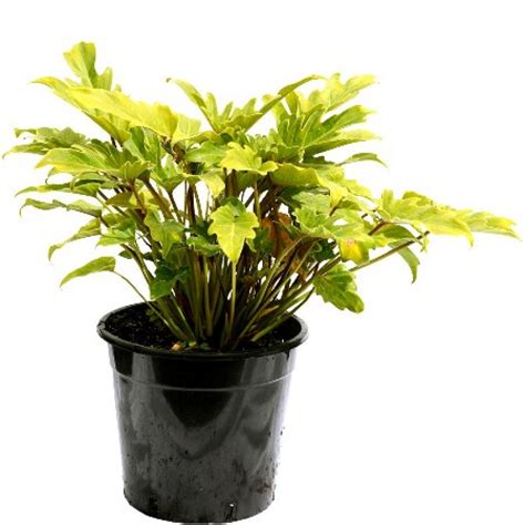 Buy Philodendron Xanadu plant online at cheap price on plantsguru.com