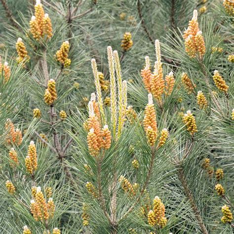 Buy Pinus pinea Online   Southern Woods