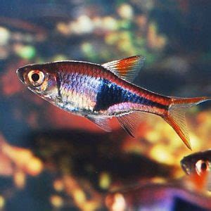 Buy Tropical Fish Online  Delivered to your Door  Aquatics ...