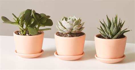 Buying Plants Online: Plant Stores To Order Houseplants