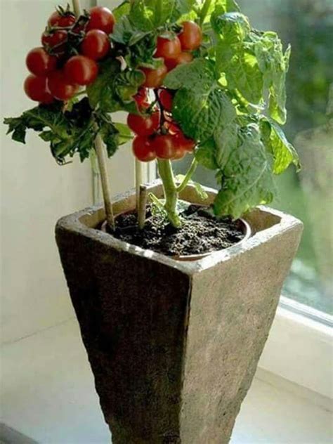 byentrepreneurshub | Plantas de tomate, Cultivo de plantas, Jardinería ...
