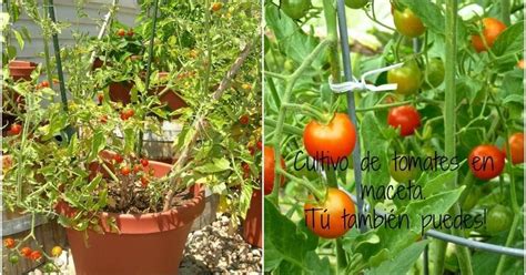 CÃ³mo cultivar unos tomates de escÃ¡ndalo en maceta | Tomates en maceta ...