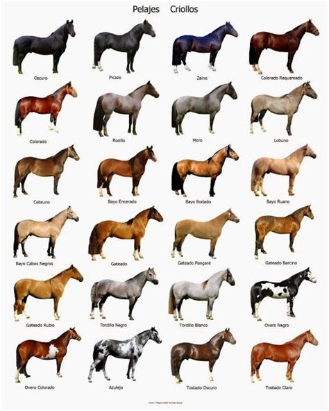 Caballo Criollo | Razas de caballos, Colores de caballos, Veterinaria y ...