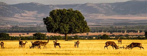 Cabañeros | Parques Naturales | Recomendaciones | España ...