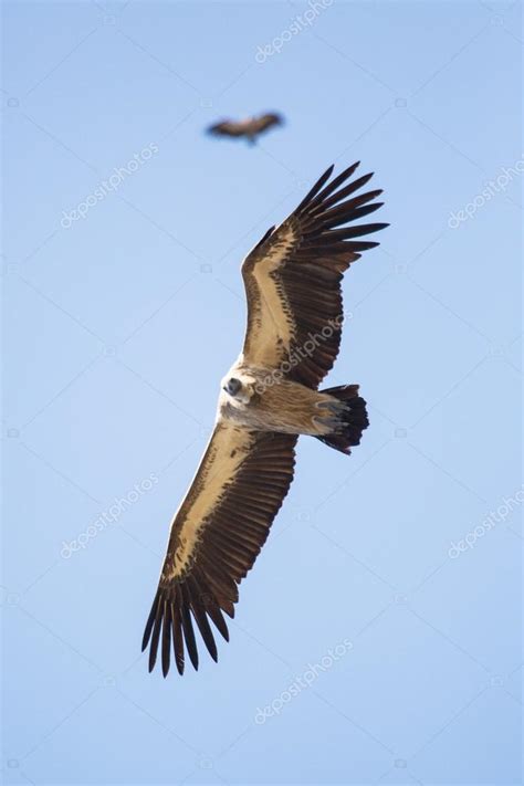Cabo Buitres volando en el cielo — Foto de stock  2630ben ...
