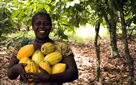 Cacao de Guachené, el encanto del Cauca para Colombia y el mundo