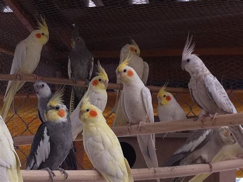 CACATÚA NINFA 】 Todo lo que debes saber sobre esta ave.