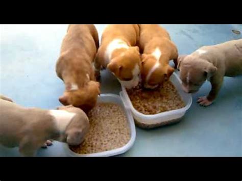 Cachorros Pitbull comiendo YouTube