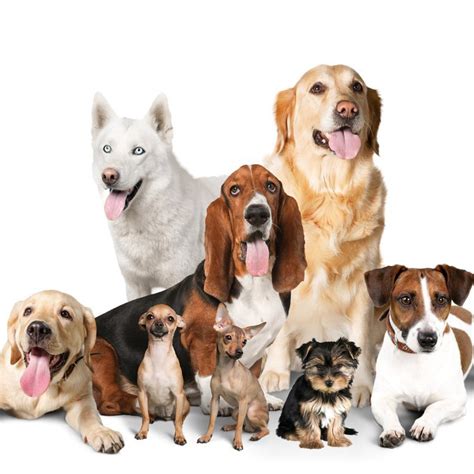 Cachorros Puros Todas las Razas | Mascotas: Pequeños y Grandes