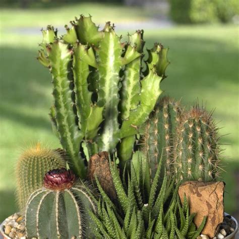 Cactus and Succulents | DIY