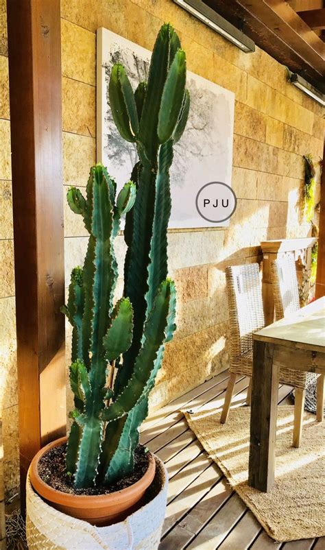 Cactus en 2020 | Suculentas colgantes, Cactus planta ...