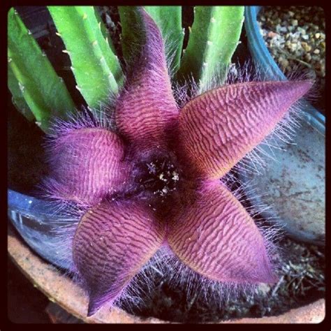 #cactus #flor #carnivora #flower Photo by natimaf | art hw ...