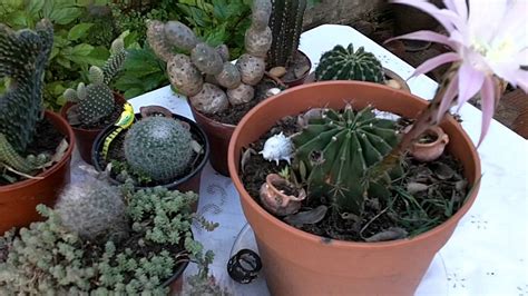 Cactus Lindos con Flores | Videos de Jardin | Plantas ...