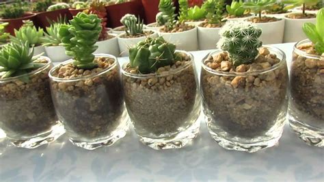 cactus novios matrimonio cuartillo ecologico   YouTube