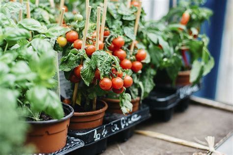 Cada cuánto regar tomates en maceta: consejos y cuidados | Jardineria On