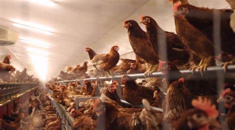 Cada vez hay más gallinas ponedoras y consumo de huevos en ...