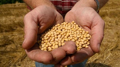 Cae el precio de la soja y suben los cereales | La Voz