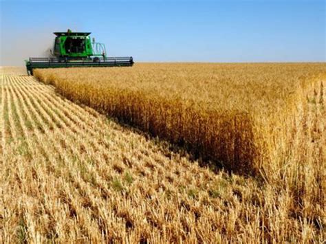 Cae el rendimiento promedio del trigo y la producción pierde 300 mil ...