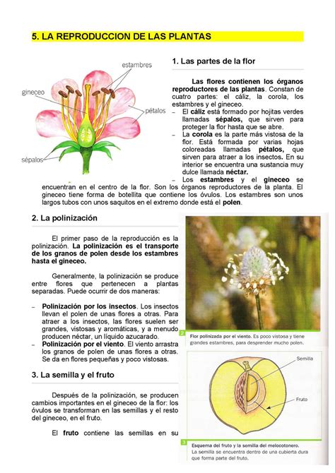 Calaméo   5 La Reproduccion De Las Plantas