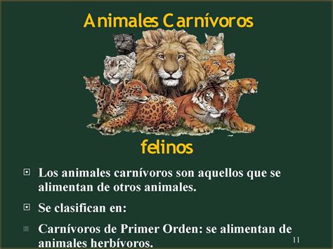 Calaméo   Animales carnivoros