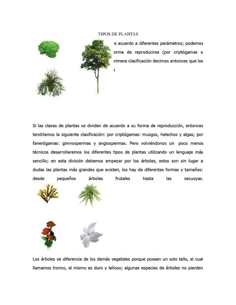 Calaméo   CLASIFICACION DE LAS PLANTAS
