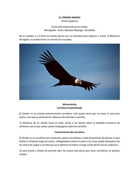 Calaméo   Condor Andino
