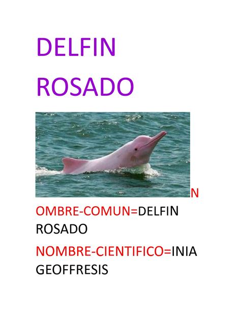 Calaméo   Delfin Rosado