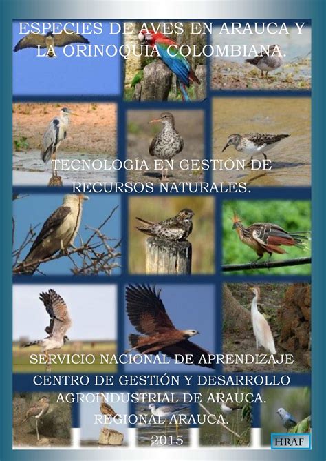 Calaméo   Especies De Aves De La Orinoquia Colombiana