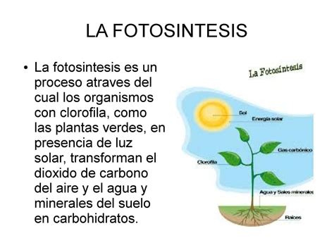 Calaméo   la fotosintesis