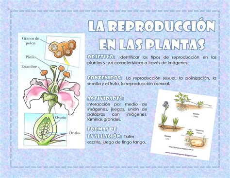 Calaméo   La Reproduccion En Las Plantas