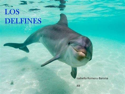 Calaméo   Los Delfines