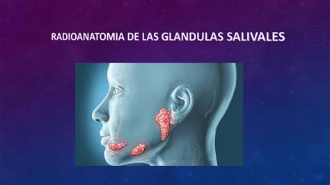 Calaméo   Radioanatomia De Las Glandulas Salivales