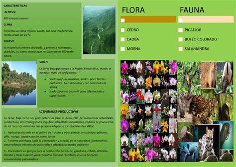 Calaméo   SELVA BAJA