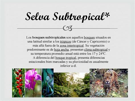 Calaméo   Selva Subtropical