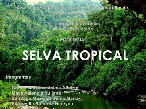 Calaméo   Selva Tropical