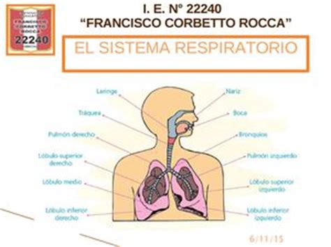Calaméo   Sistema Respiratorio