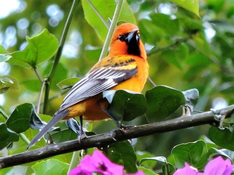 Calandria Dorso Rayado  Aves de Xochimilco  · iNaturalist