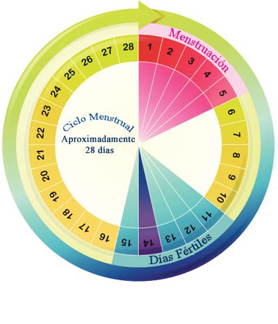 Calculadora de días fértiles: cuándo quedar embarazada
