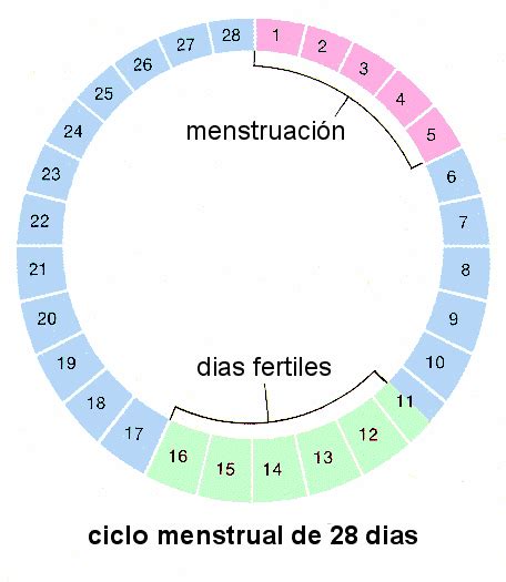 Calcular Los Dias Fertiles Y Ovulacion