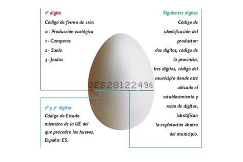 Calidad de los huevos, ¿cómo elegir la mejor?   Recetín