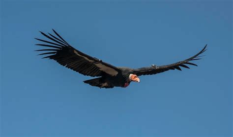 California Condor Facts   WorldAtlas
