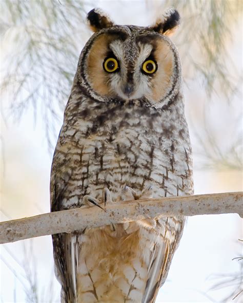 CalPhotos: Asio otus; Long eared Owl