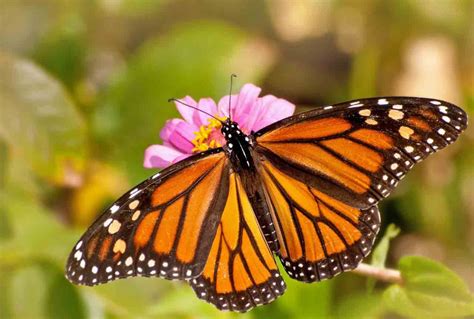 Cambio climático afecta migración de mariposa monarca ...