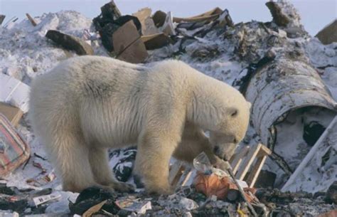 Cambio Climático altera alimentación de osos polares ...