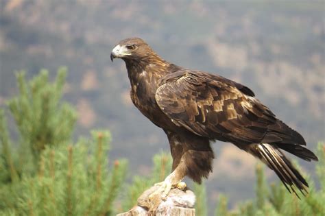 Cambio climático amenaza aves como el Águila Real en SLP ...