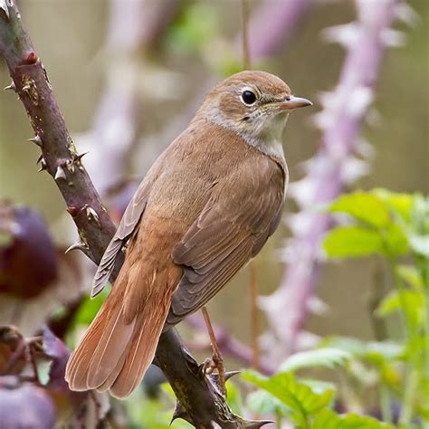 CAMBRIDGESHIRE BIRD CLUB GALLERY: Nightingale