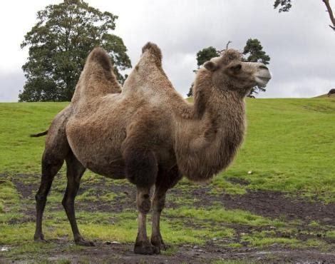 Camello  Camelus Dromedarius    Animales   Zooz Wiki