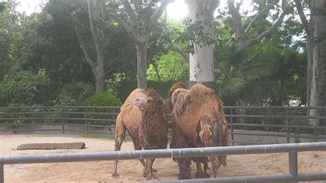 Camello Parque Zoológico Zoo  de Barcelona   YouTube