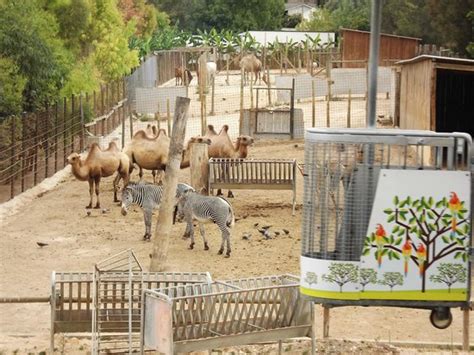 Camelos e Zebras   Picture of Lisbon Zoo, Lisbon   TripAdvisor