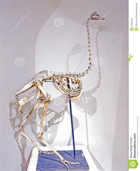 Camelus De Esqueleto Do Struthio Da Avestruz Imagem de ...
